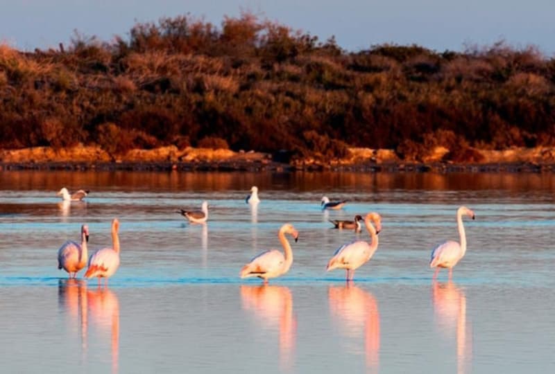 Parque Natural Salinas y Arenales de Guardamar